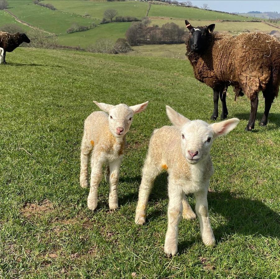 Willa Pant Llwyd Farm Llangynidr Zewnętrze zdjęcie